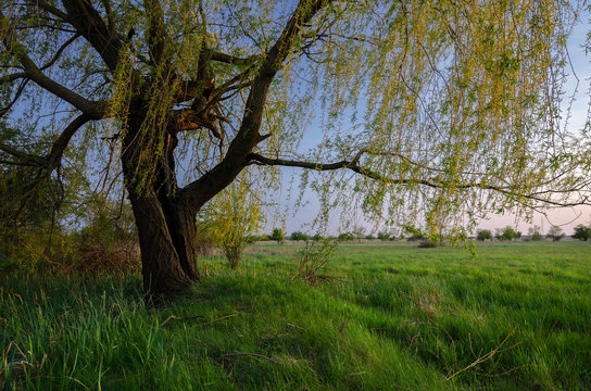 Summer landscape - old willow tree on the meadow at dusk