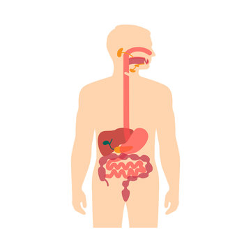 human anatomy digestive system, stomach vector illustration