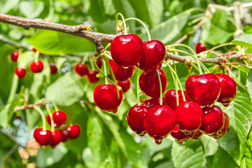 Berry cherry on a background of green foliage