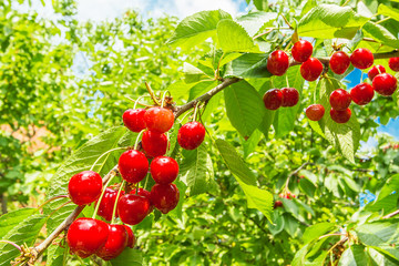 Berry sweet cherry with drops of rain