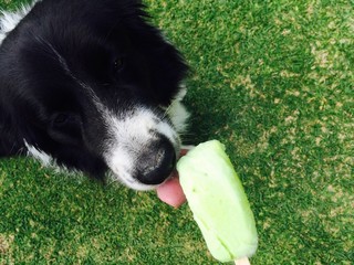 Dog licks a popsicle