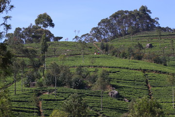 Sri Lanka, black tea plantation hill