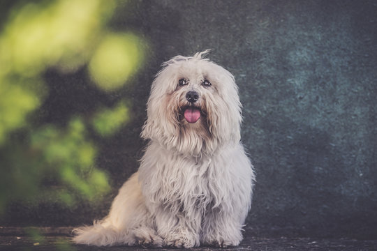 small white long haired dog portrait - grunge effect