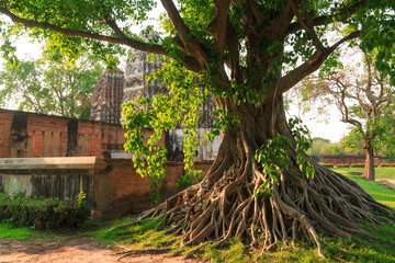 Bodhi Tree
