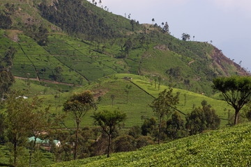 Sri Lanka, black tea plantation hill