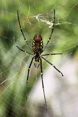 Nephila pilipes spider
