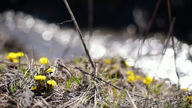 Flowers near a river in the park