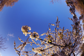 blossoms on a spring day