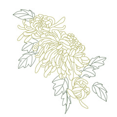 chrysanthemum flower sketch
