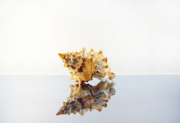 Obraz na płótnie Canvas ornamental sea shell