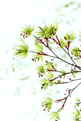 新緑のもみじ葉