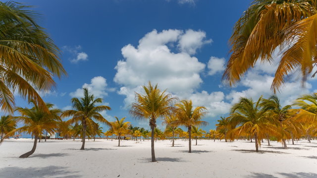 Time Lapse Palm trees at the Sirena beach at Cayo Largo