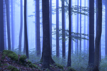 Mystical blue color foggy woodland