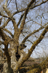 Fototapeta na wymiar Mousses sur des branches