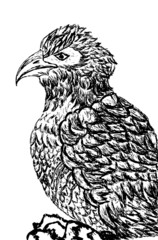 Eagle Sketch