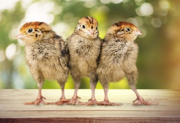 Baby animal. Two chicks one crazy