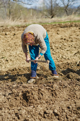 Sowing potatoes