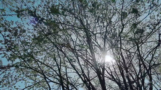 A view on tree tops. Spring time
