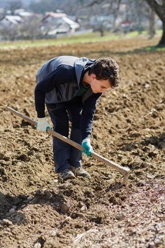 Sowing potatoes
