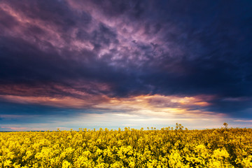 Fototapeta premium meadow