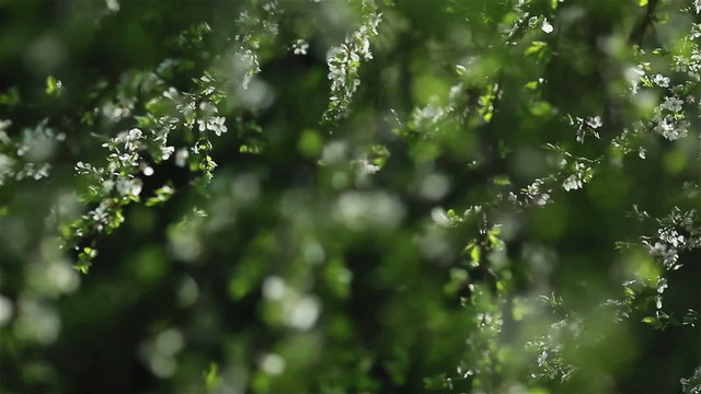 Branches of cherry tree with in a dreamy spring garden
