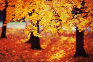 autumn landscape with yellow trees in city park