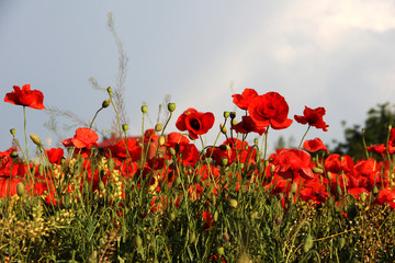 Obraz premium Red poppies against the blue sky