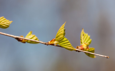 branch of a birch closeup