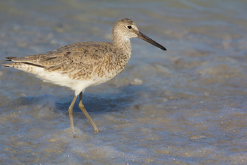 A Willet