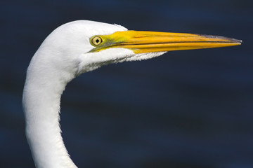 Portrait of an Egret