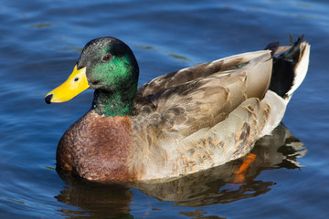 A Mallard