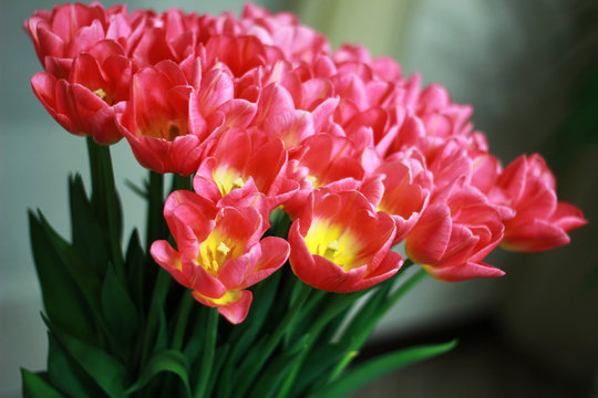 Bouquet of pink tulips close-up