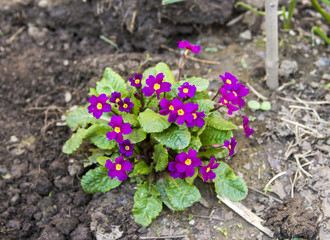 Early spring flowers