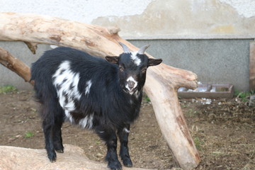 schwarze Ziege