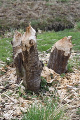 Biber zernagt Baum an Bach