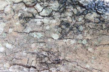 tree trunk bark texture