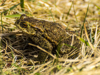 Common toad