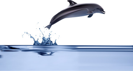 dolphin jumping from blue water illustration © Alexander Potapov