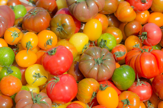 tomates anciennes