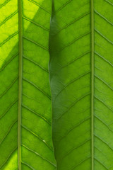 Green leaf and straight line (texture, background)