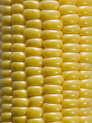Close-up of grain corn