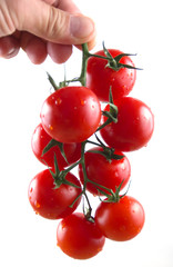 Tomatoes cherry in fingers isolated on white background