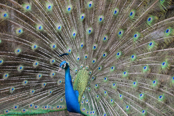 Naklejka premium Peacock spreading tail
