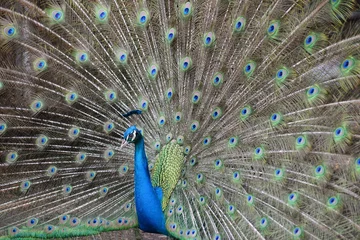 Fotobehang Peacock spreading tail © gnomeandi