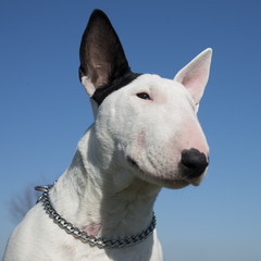 bull terrier