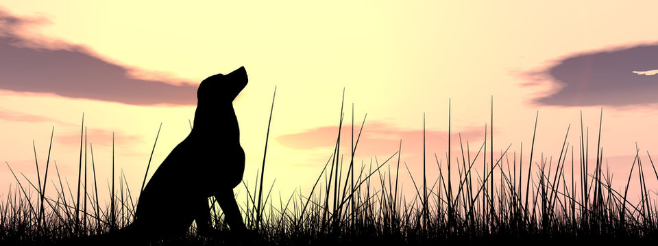 Dog Silhouette In Grass At Sunset Banner