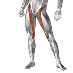 Conceptual 3D human front upper leg muscle anatomy