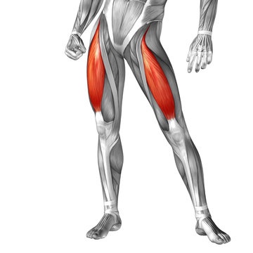 Conceptual 3D human front upper leg muscle anatomy