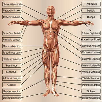 3D human male anatomy with muscles and text