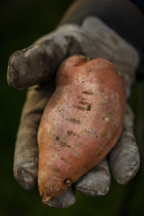 Sweet potato in a hand